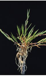 �������� ����� Barenbrug (���������) Tee One